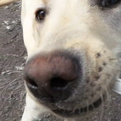 Huumekoira Woodyn kuono lähikuvassa