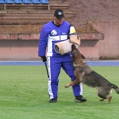 maalimies saksanpaimenkoirien MM-kilpailut