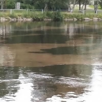 Suopursuruosteen värjäämää vettä Oulujoessa Oulun keskustan liepeillä