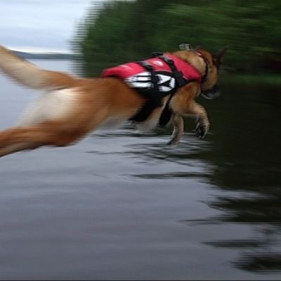 Belgianpaimenkoira Pipa hyppää.