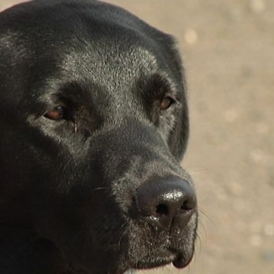 Koira lähikuvassa