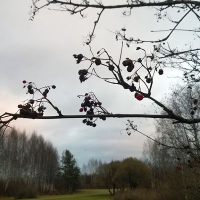 Pihlajan oksa taivasta vasten
