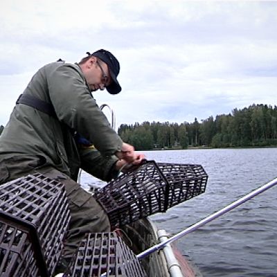 Marko Paloniemi koeravustaa Lappajärvellä.