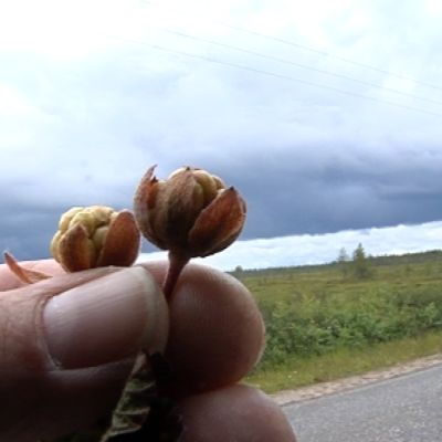 Kuivuneita hilloja