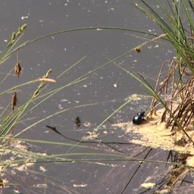 Koppakuoriainen siitepölylatalla