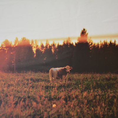 Sinikka Moilasen valokuva lehmästä, joka seisoo syksin pellolla auringonlaskussa.