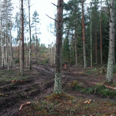 Räskin alueelle Kotkaan ollaan rakentamassa omakotitaloaluetta.