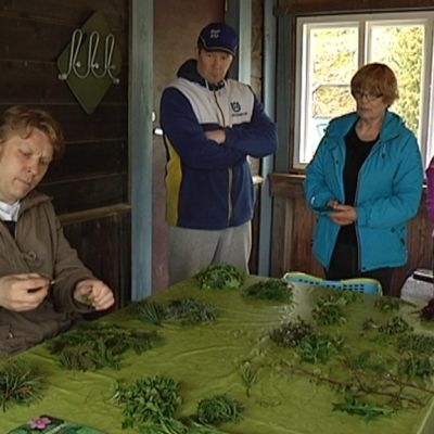 Kokko ja villiruokalähettiläs Sami Tallberg opastaa villikasvisten käyttöä.