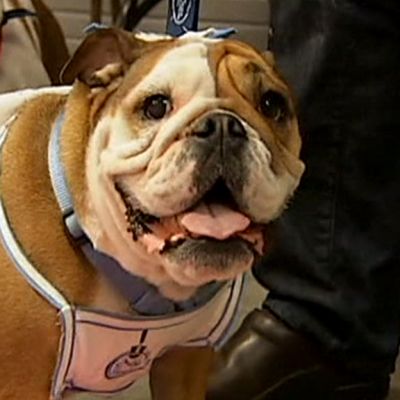 Buldoggi jolla on hame