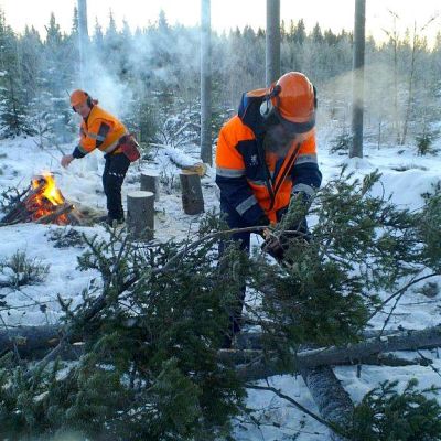 Esko Pulliainen karsii moottorisahalla kuusta.