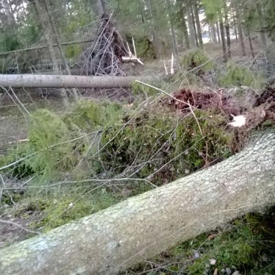 Puita kaatuneena metsässä.