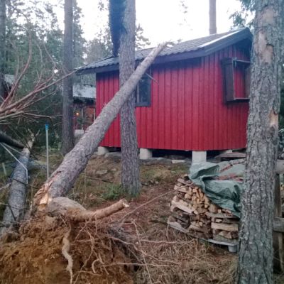 Puita kaatuneena Salon Valhojalla.