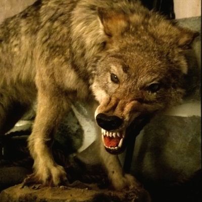 Turun linnan Tonttu-ukon aarrekammiota vartioi susi.