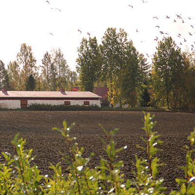 Kuvassa maatila. Etuallalla näkyy syyskynnettyä peltoa. Taustalla punavalkoinen vanhan navetta ja talon pihapiiri.