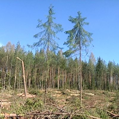 Metsä
