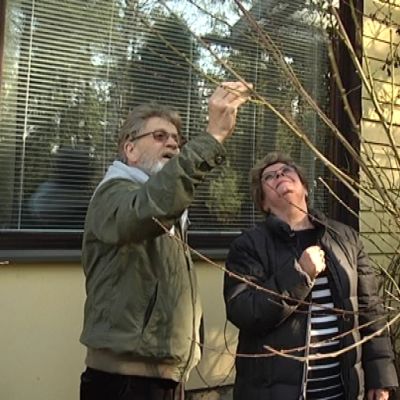 Mies ja nainen tutkivat persikkapuuta.