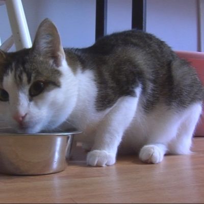 Kissa ruokakupilla