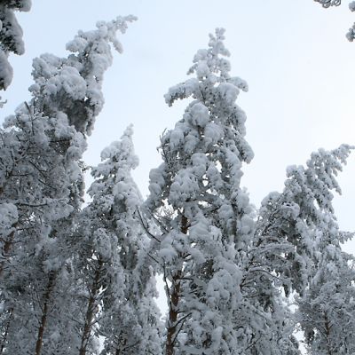 Männikössä ohuemmat rungot alkavat taipua latvukseen kertyvän tykkylumen painosta.