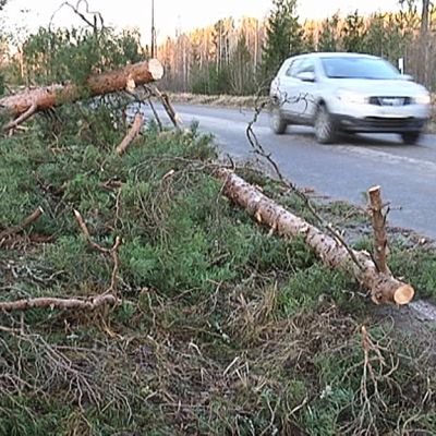 Myrskyn tielle kaatama puu on raivattu syrjään
