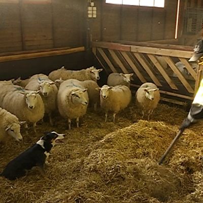 Juha Annala levittää kuivikkeita lampaitten karsinaanpaimenkoiran valvonnassa.