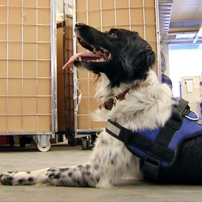 Springer pitää lepotaukoa tullin tiloissa, kieli pitkällään.