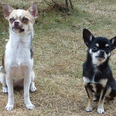 Chihuahuat Sissi ja Remu.