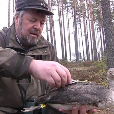 Kalevi Eklöf ja kaakkurisatelliittipaikannin