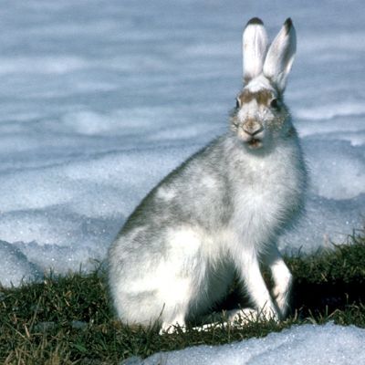 Jänis talviturkissa.