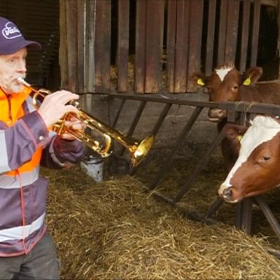 Mies soittaa trumpettia lehmille