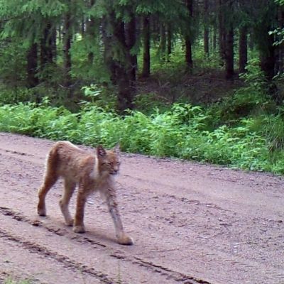 ilves