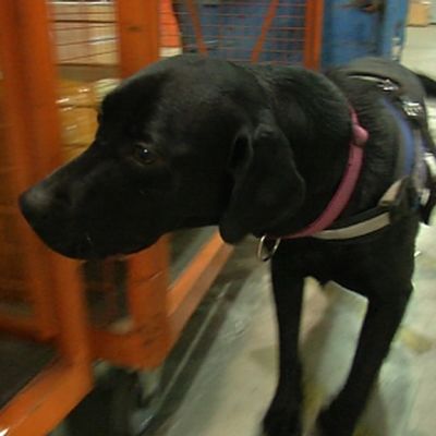 Bruno nuuhkii huumelähetyksiä joulun pakettivirrasta.