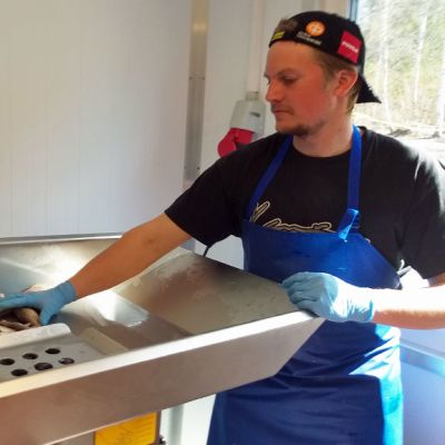 Mies syöttää särkiä kalanmassauskoneeseen.