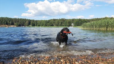 En svart hund kommer upp ur vattnet till en strand med en röd leksak i munnen.