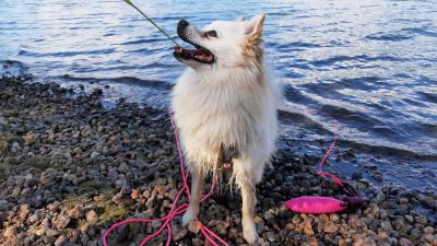 En vit hund med rosa koppel står på en badstrand och tittar upp mot sin matte.