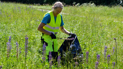 Viola Bärlund plockar blomsterlupin i en svart sopsäck.