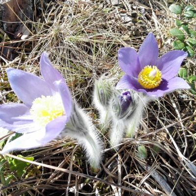 Kaksi vaalean violettia hämeenkylmäkukkaa