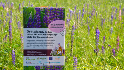 En skylt bland alla lupiner, där det står gratulerar du har hittat till vår bekämpningsplats för blomsterlupiner.