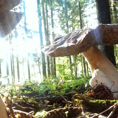 Herkkutatteja metsässä.