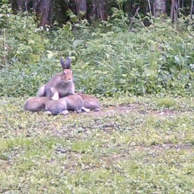 metsäjänis imettää