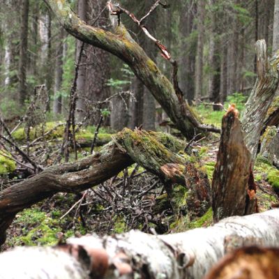 Kansallispuiston metsää