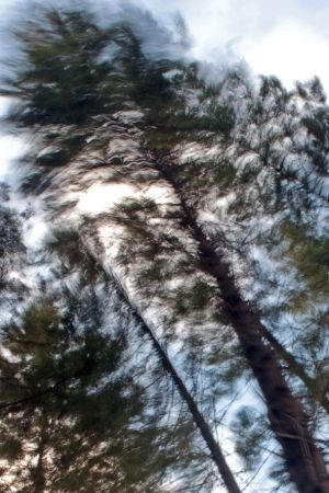 Puiden latvat saavat kyytiä Mikkelissä, Hiirolan kylässä, Einonpäivän myrskyn aikaan 2013. Eino-myrsky
