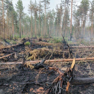 Bränd skog.