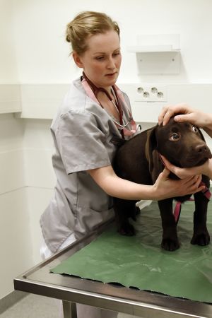 Koiranpentua hoidetaan Viikin pieneläinklinikalla.