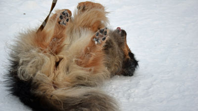 hund