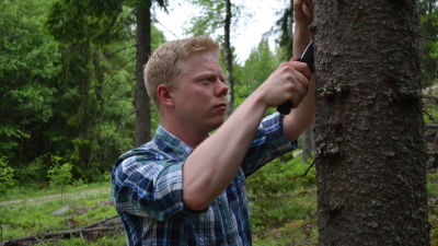 Skogsbruksingenjören Daniel Larsén söker efter spår av granbarkborren.