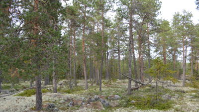 Här planerar Larsmo vindkraft Ab att bygga det ena av de två vindkraftverk som skall byggas mellan Holm och Gertruds