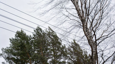 Hård vind får trädgrenar att böja sig nära en elkabel. På området hade det varit flera strömavbrott under morgonen.
