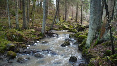 Skogsbäck.