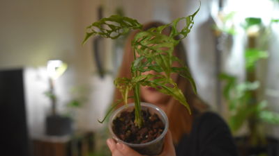 En kvinna håller en krukväxt framför sig. Växten är i fokus framför hennes ansikte, och i bakgrunden syns bara hennes siluett suddigt. Växten har långsmala blad, med stora hål.