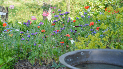 Blommor i olika färger i en grön trädgårdsmiljö.
